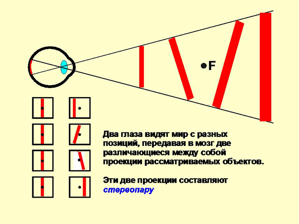 Где фокусируется изображение предмета при нормальном зрении