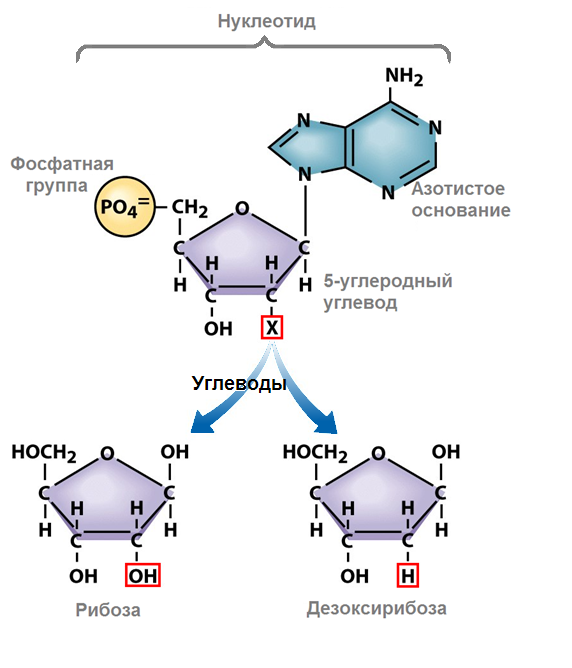 Состав днк рибоза. Нуклеотиды строение нуклеотидов. Нуклеотид РНК схема. Строение мономеров нуклеиновых кислот. Строение нуклеотида.