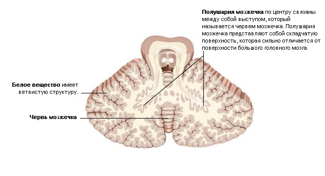 Полушарие мозжечка