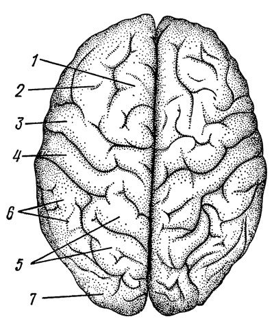 Мозг вид сверху рисунок