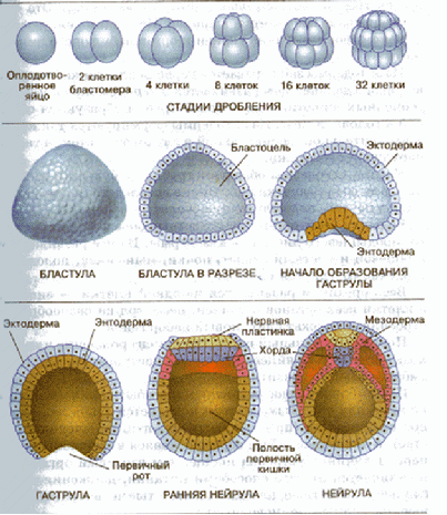 Стадии дробления бластулы. Зигота бластула гаструла нейрула. Стадии развития зародыша дробление бластула. Клетки бластулы. Эктодерма энтодерма мезодерма бластула гаструла.