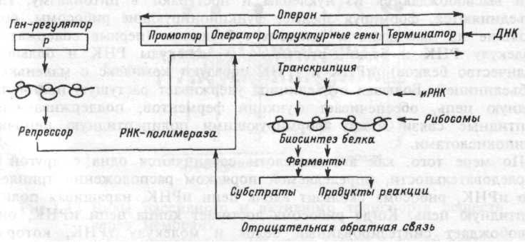 Синтезирует белки ферменты