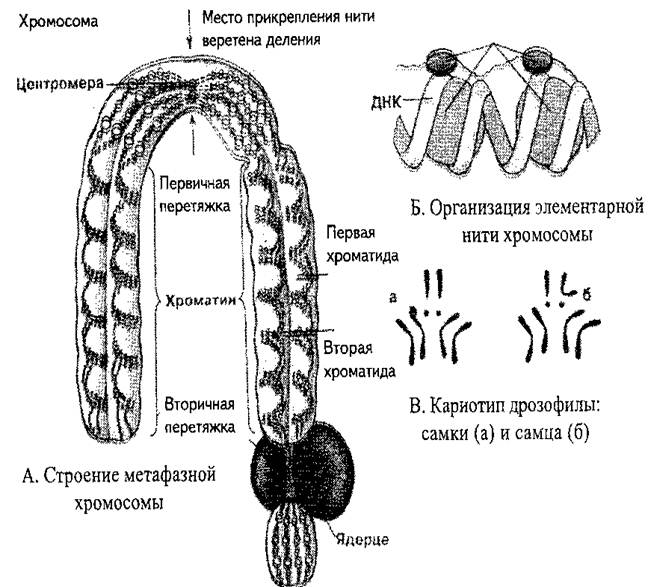 Две субъединицы хромосомы делящейся клетки. Строение клетки хромосомы. Схема клеточной структуры хромосомы. Структурное строение хромосомы. Строение ядра клетки хромосомы.