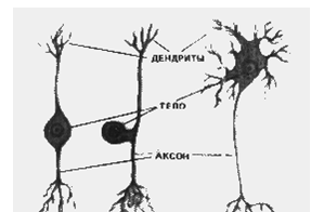 Короткий ветвящийся отросток нейрона