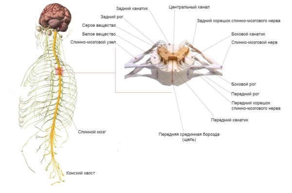 Нервная система спинной. Нервная система схема спинного мозга. Нервная система спинной мозг анатомия. Центральная система спинного мозга. Строение центральной нервной системы спинной мозг.