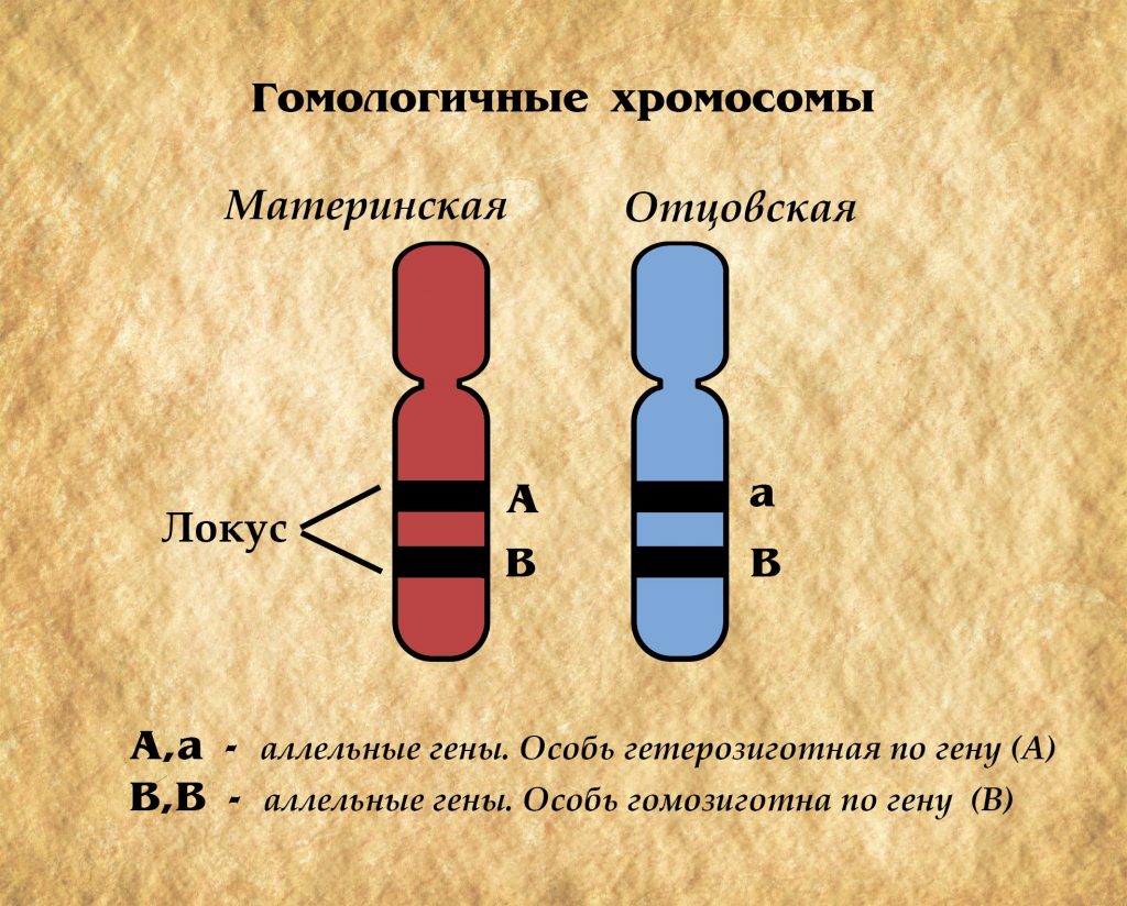 Две пары генов. Местоположение Гена в хромосоме (Локус):. Аллели локусы гены хромосомы. Гомологичные хромосомы и аллельные гены. Аллельные гены и неаллельные гены.