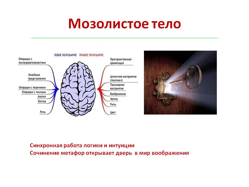 Тело функции. Мозолистое тело мозга функции. Левое и правое полушарие и мозолистое тело. Полушария головного мозга мозолистое тело. Мозолистое тело функции кратко.