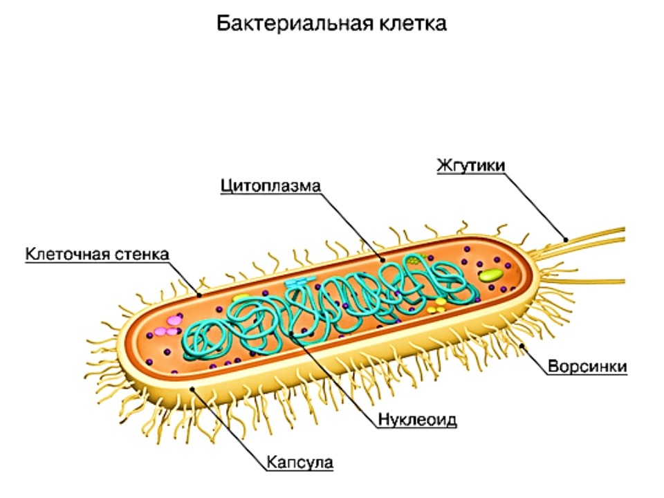 Пару бактерий. Биология 5 класс модель бактериальной клетки строение. Модель бактериальной клетки 5 класс биология. Схема строения клетки бактерии 5 класс. Строение бактериальной клетки 5.