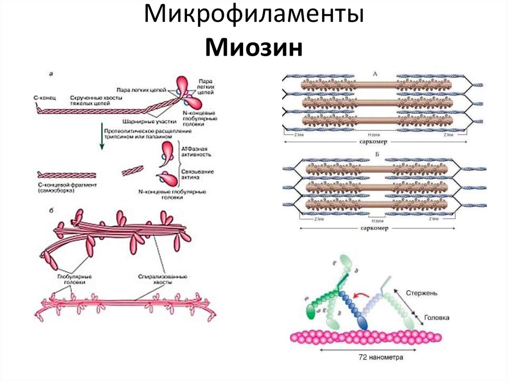 Белок миозин