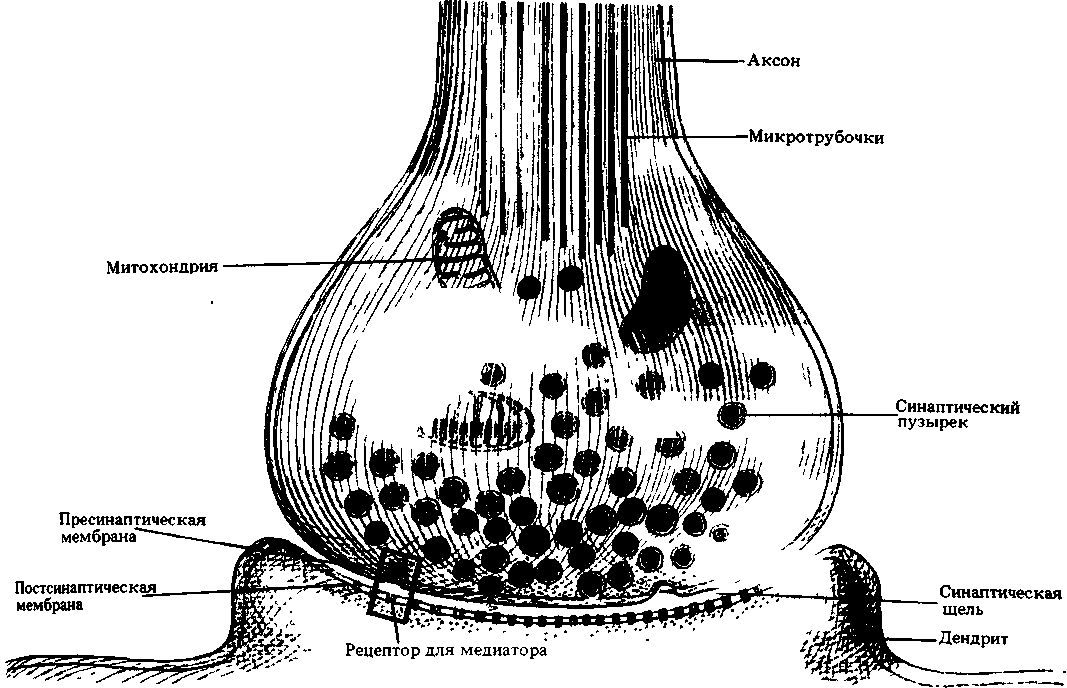 Нейромедиатор в синапсе. Схема строения синапса. Схема строения межнейронного синапса. Схема синапса анатомия. Строение синапса рисунок.