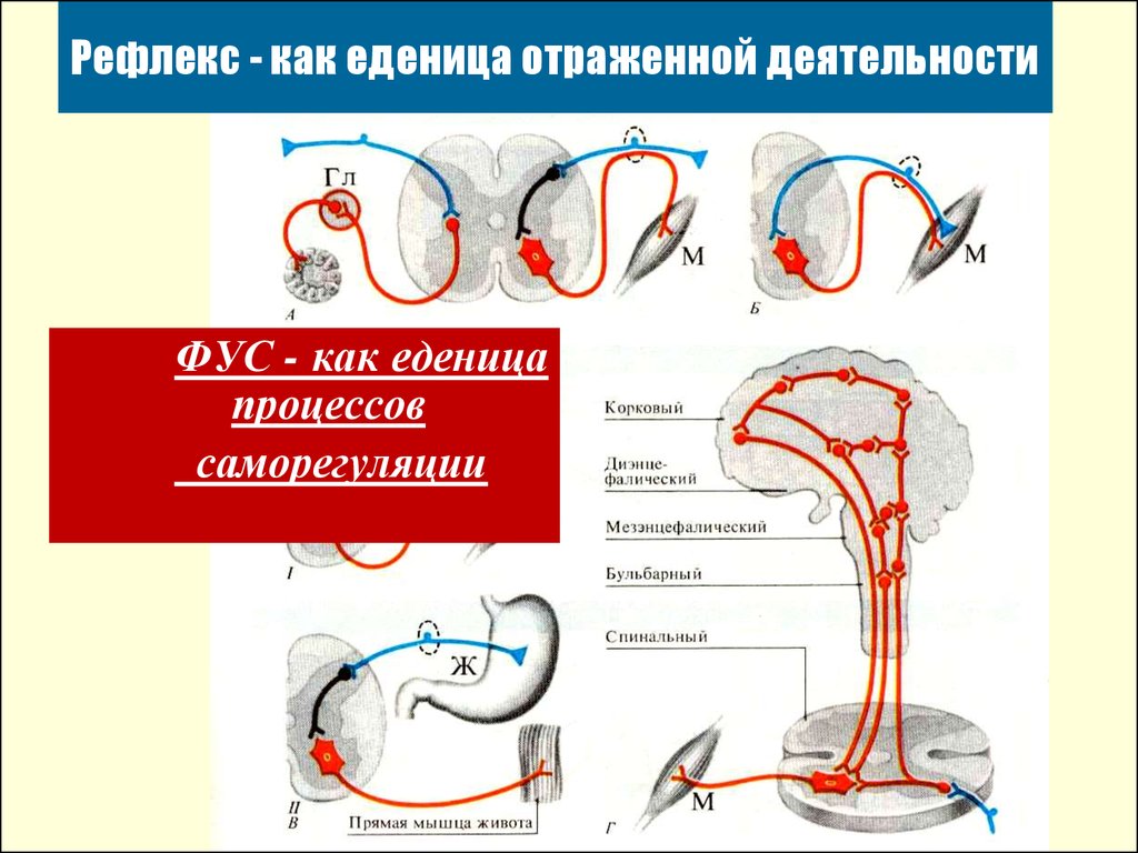 Рефлекторно это