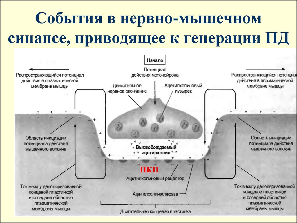 Нервно мышечный синапс передача. Передача возбуждения в нервно-мышечном синапсе. Схема нервно мышечного синапса. Нервно мышечный синапс ВПСП. Нейромедиатор в нервно-мышечном синапсе скелетных мышц:.