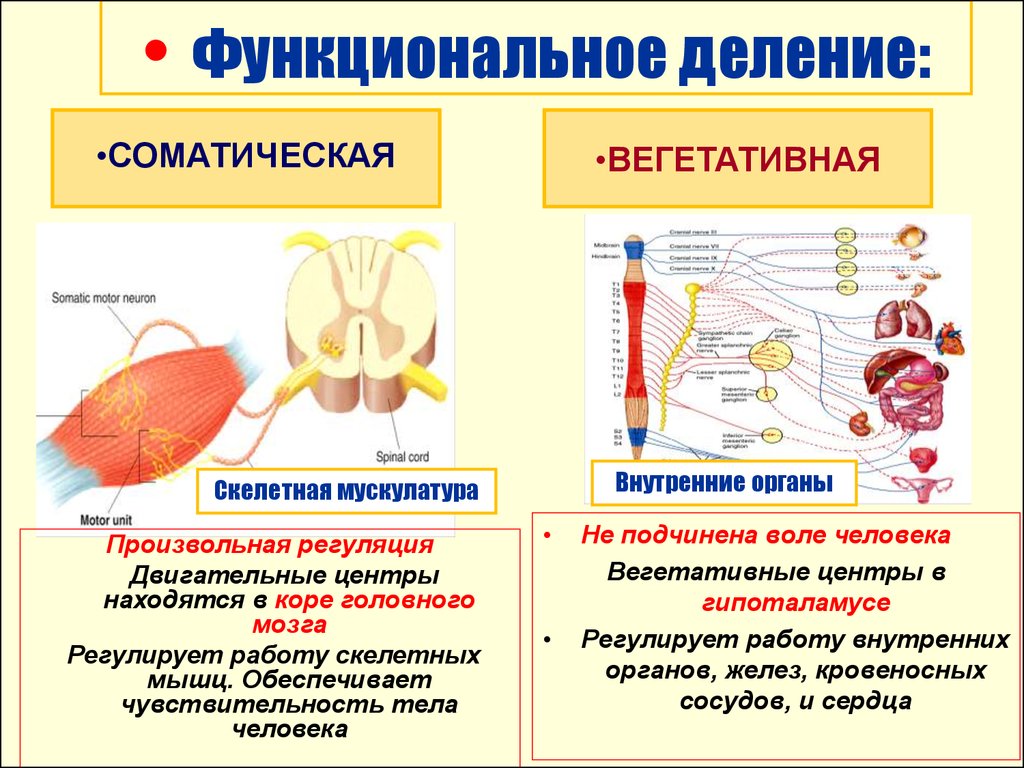 Соматический организм. Соматическая мускулатура. Функции соматических мышц. Функциональное деление мышц. Скелетные соматические мышцы.