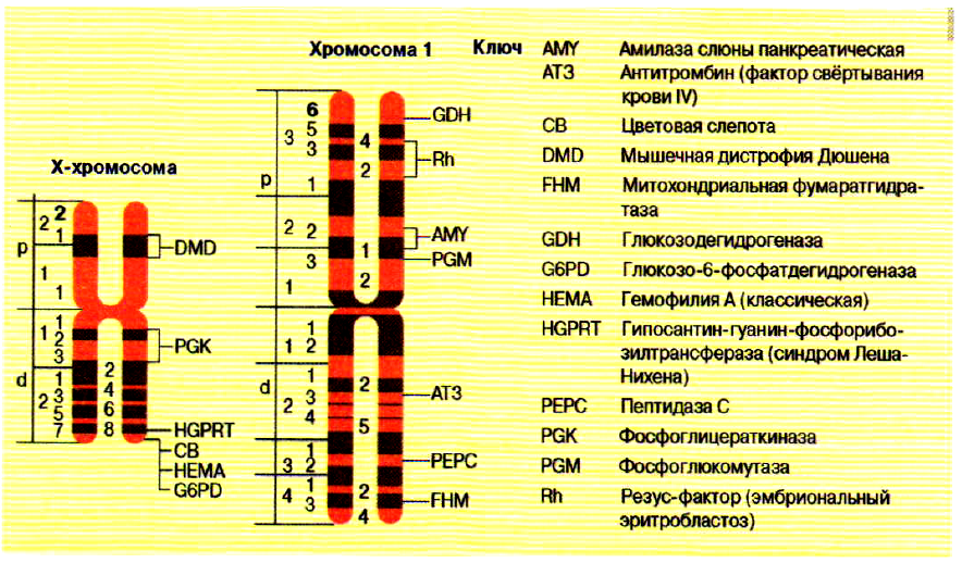 Схема взаимного расположения генов в хромосоме это