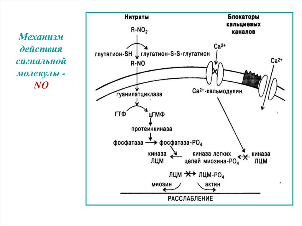 Действия молекул. Механизмы действия сигнальных молекул. Механизм действия липофобных сигнальных молекул. Механизм действия липофильных сигнальных молекул. Механизмы действия сигнальных молекул биохимия.