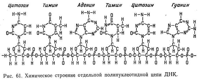 Формула днк. Формула ДНК В химии. ДНК структурная формула. Строение ДНК химическая формула. Дезоксирибонуклеиновая кислота формула.