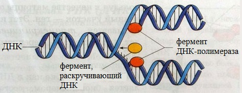 Другое название днк. Строение ДНК полимеразы 1. Раскручивание молекулы ДНК фермент. Фермент ДНК полимераза. Ферменты репликации ДНК.