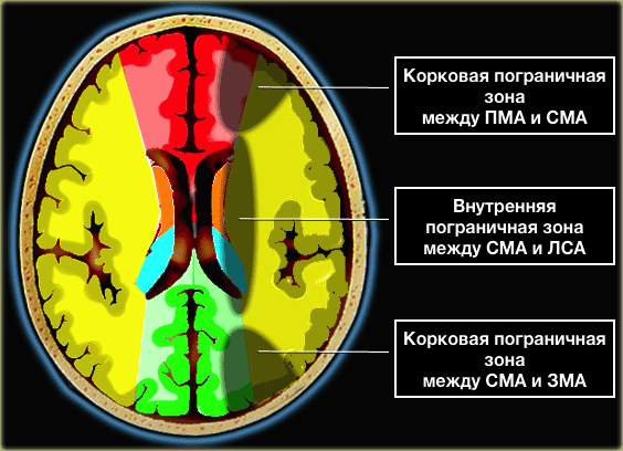 Бассейны кровоснабжения головного мозга. Зоны кровоснабжения головного мозга. Зоны кровоснабжения мозговых артерий кт. Зона кровоснабжения средней мозговой артерии. Бассейн средней мозговой артерии.