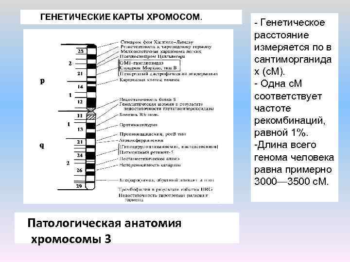 Генетическая карта хромосом человека