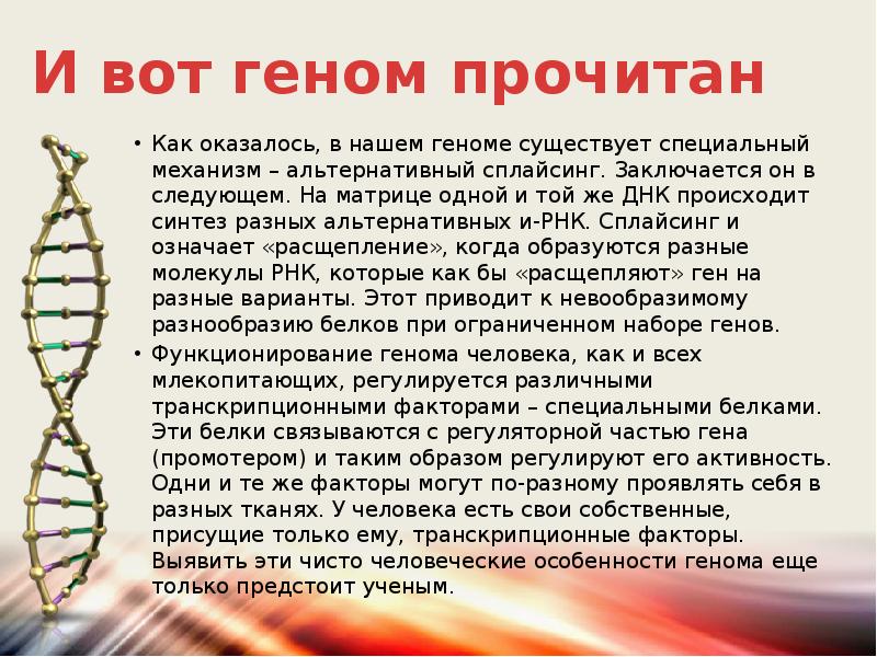 Что такое ген. Геном человека презентация. Проект геном человека презентация. Как выглядит ген человека. Сообщение на тему человеческий геном.