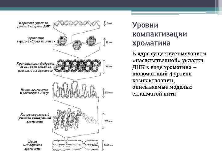 Компактизация днк исчезновение ядерной оболочки