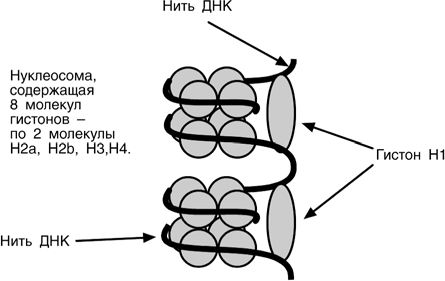 Нити молекул днк. Структура нуклеосомы. Нуклеосомная нить строение. Нуклеосома схема строения. Строение нуклеосомы биохимия.