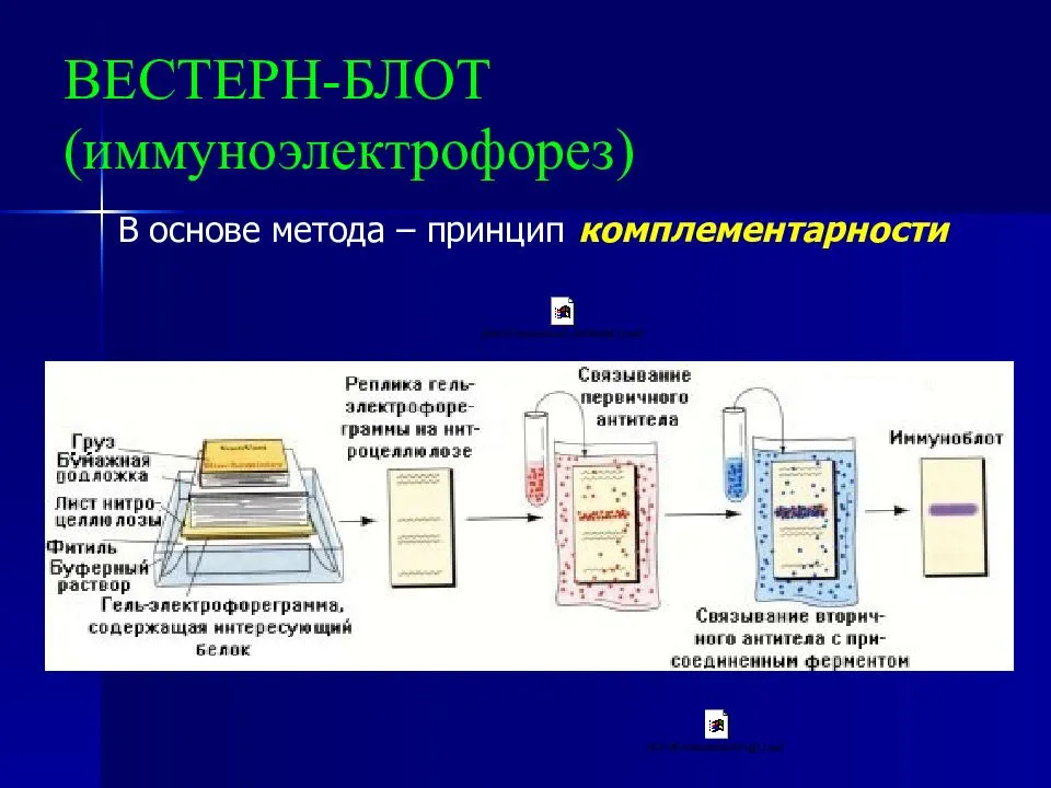 На изображении представлены результаты вестерн блоттинга. Иммуноблоттинг вестерн-блоттинг. Вестерн блоттинг этапы. Метод вестерн Блот. Вестерн-блоттинг анализ.