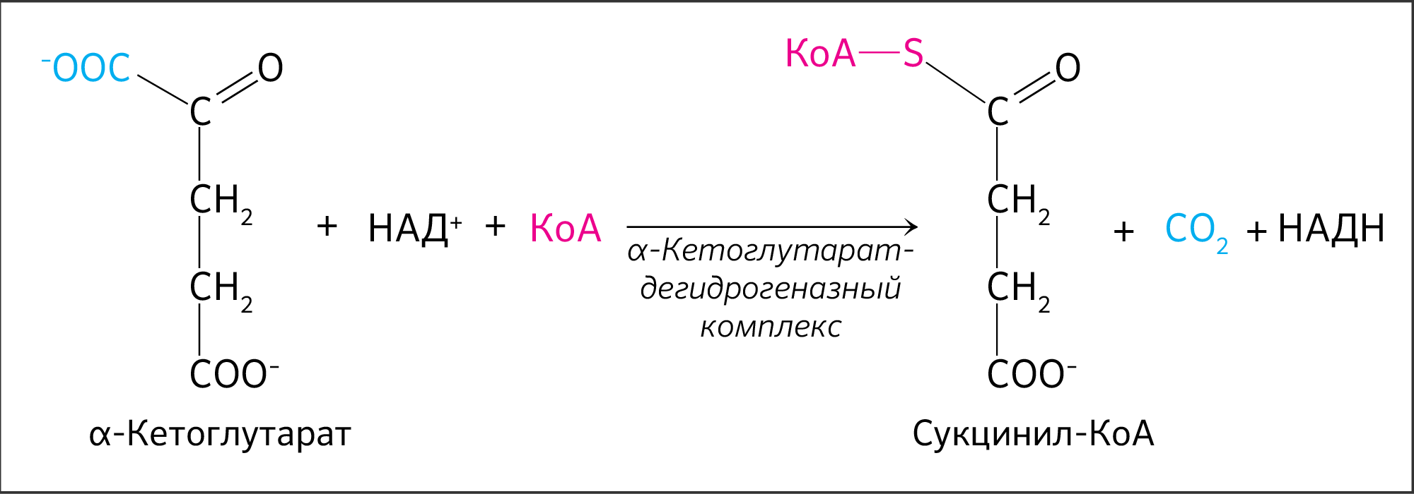 Гравураш ду коа. Альфа-кетоглутарат сукцинат КОА. Окисление α-кетоглутарата до сукцинил-КОА. Альфа кетоглутарат окисление. Альфа кетоглутарат в сукцинил фермент.