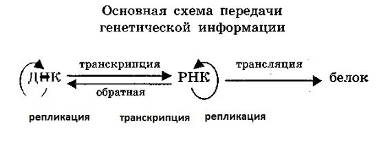 Генетический путь. Основную схему передачи генетической информации. Схема передачи наследственной информации. Общая схема реализации генетической информации. Классическая схема передачи генетической информации.