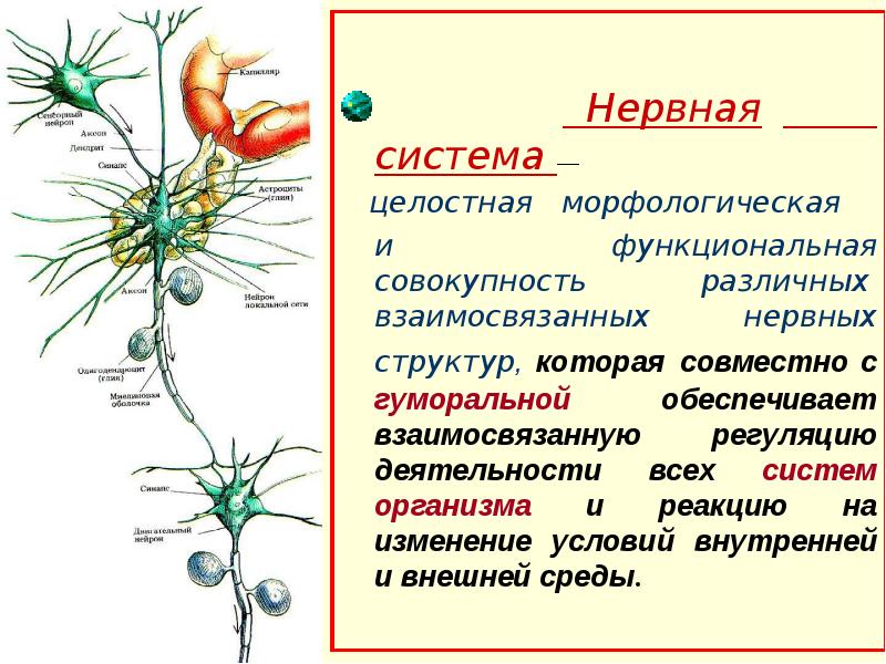 Нервная система физиологически