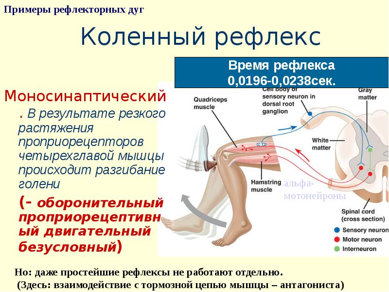 Функциональный рефлекс. Отделы рефлекторной дуги коленного рефлекса. Ахиллов рефлекс моносинаптический.