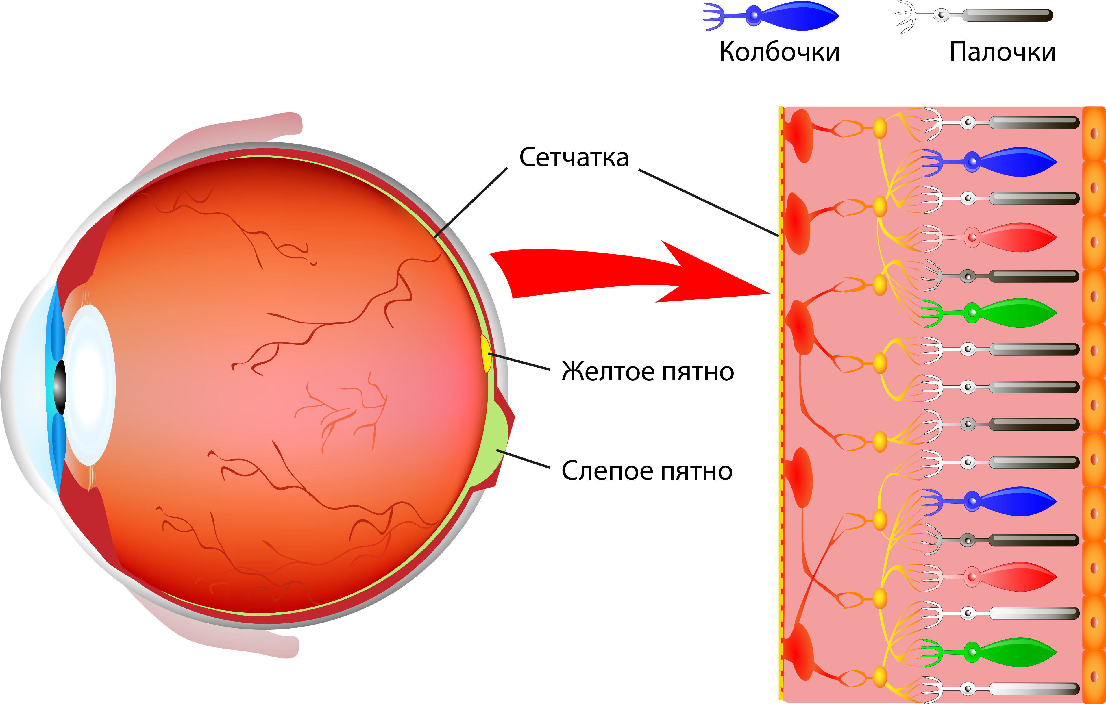 Где в органе зрения находится желтое пятно. Строение глаза колбочки. Палочки и колбочки расположены в слое сетчатки. Сетчатка глаза строение палочки и колбочки функции. Строение глаза сетчатка глаза.