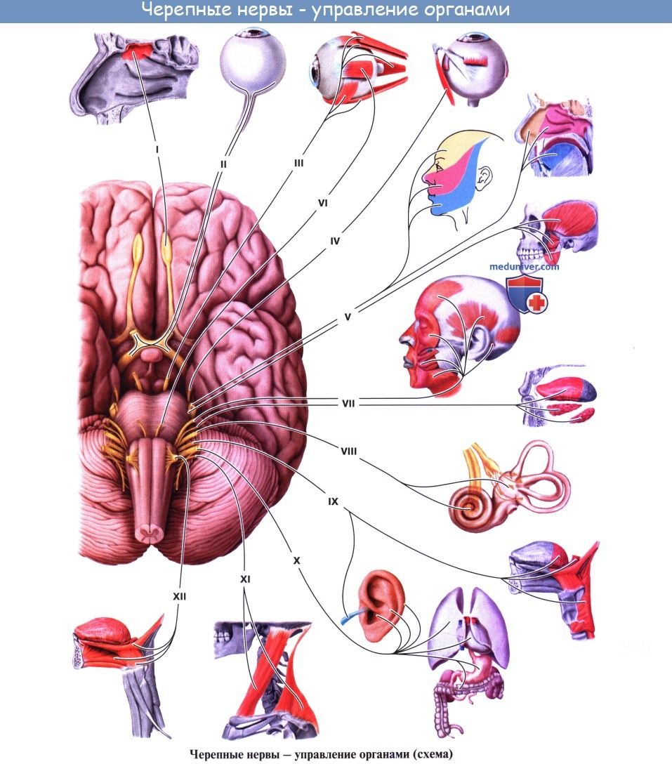Черепно нервы находятся. 12 Пар черепно мозговых нервов анатомия. 12 Пар черепно мозговых нервов анатомия рисунок. 12 Пар черепно мозговых нервов рисунок. Анатомия 12 пар черепномозговых нервов.
