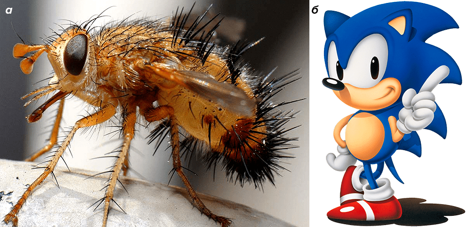 бритый ежик. керженский заповедник еж обыкновенный. индокитайский ежик. ген ежика. лысый ёжик нельсон.