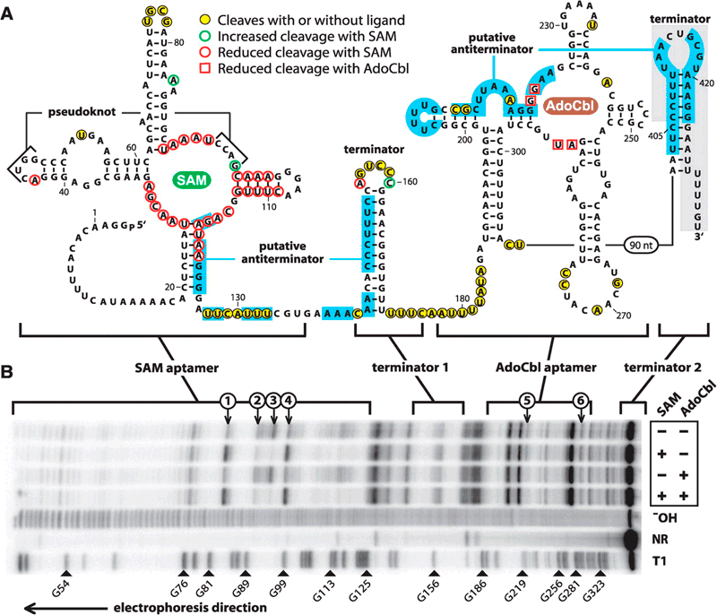 Формирование рнк. Вторичная структура РНК. РНК переключатели. Молекула МИКРОРНК.