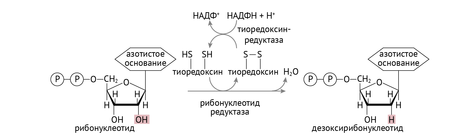 Атф и надфн. Роль тиоредоксина в синтезе дезоксирибонуклеотидов. Синтез дезоксирибонуклеотидов биохимия. Схема синтеза дезоксирибонуклеотидов. НАДФ И НАДФН.