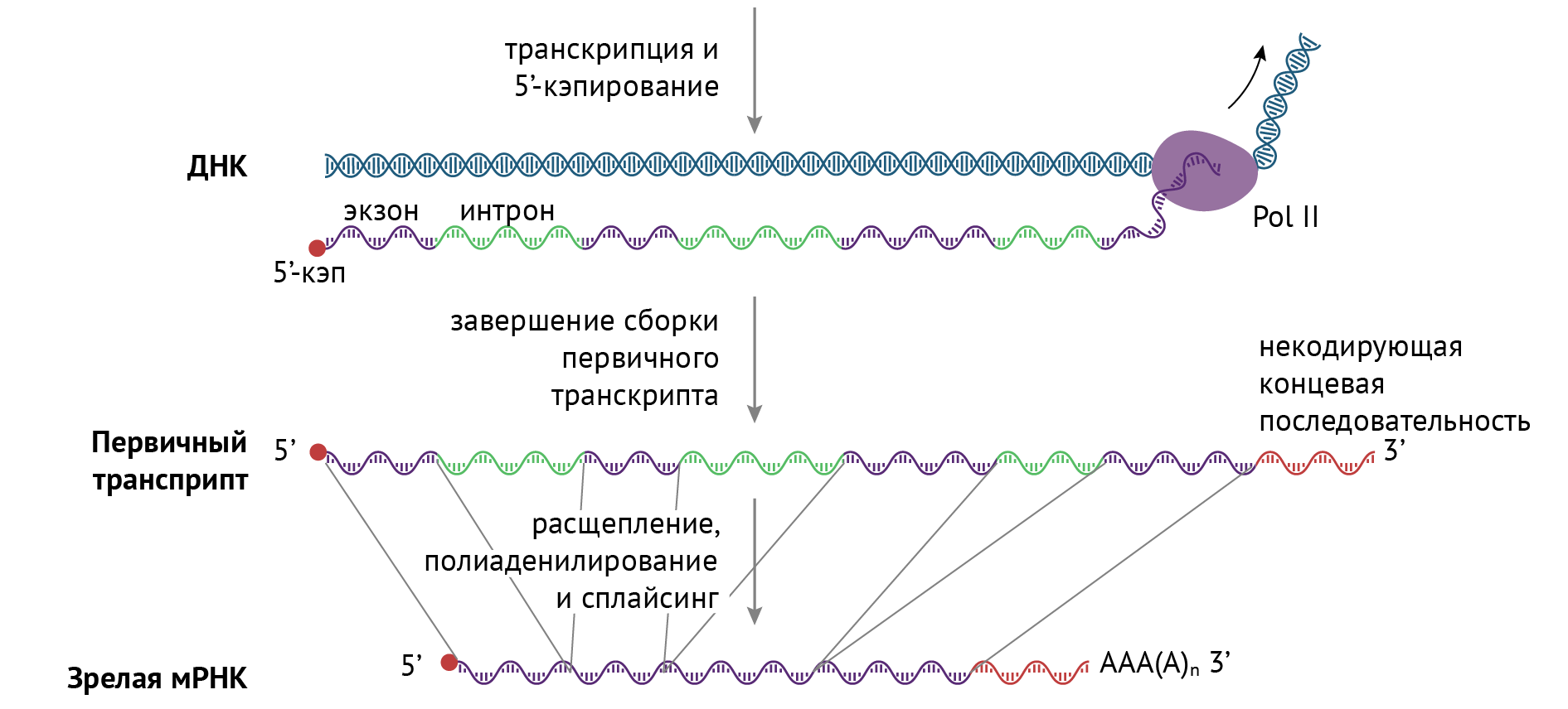 Мрнк