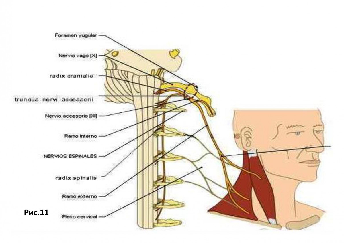 Шейный нерв. Нервы шейного отдела. Нерв иннервирующий грудино-ключично-сосцевидную мышцу. Грудино-ключично-сосцевидную и трапециевидную мышцы иннервирует:.