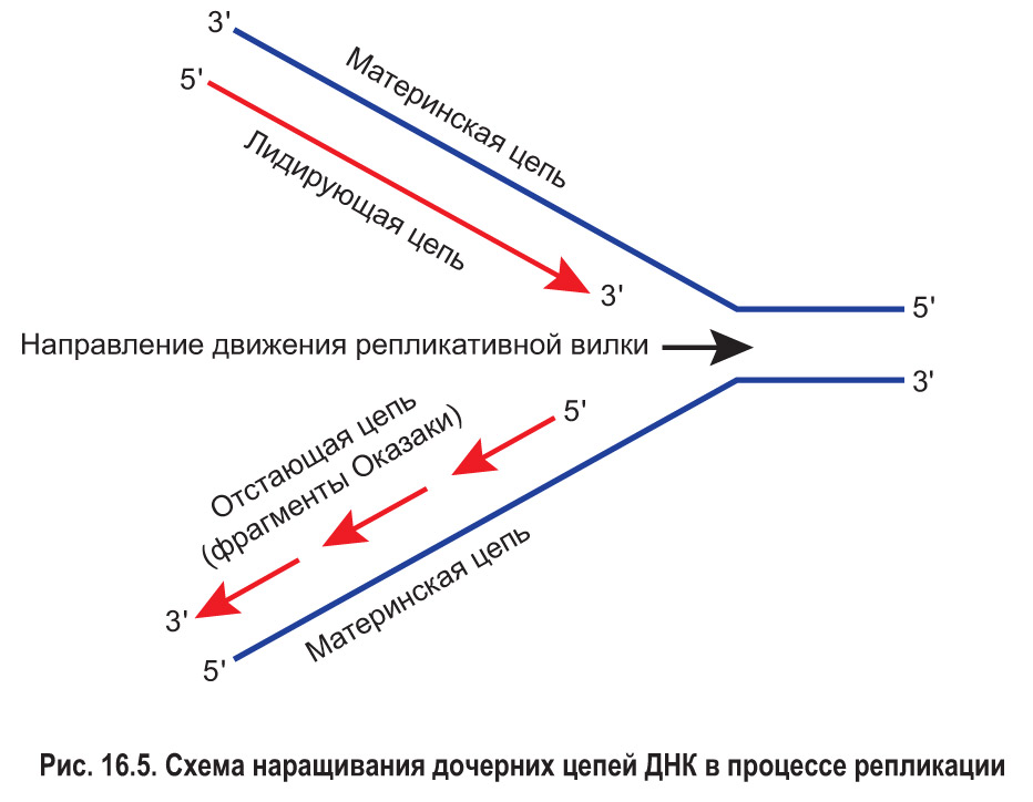 Направлений синтез