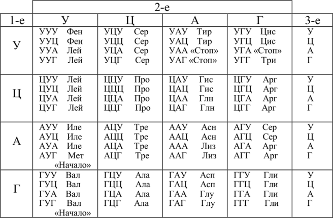 Белковый код. Таблица генетического кода ИРНК. Таблица кодонов аминокислот РНК. Биология таблица кодонов. Таблица генетического кода по биологии ИРНК.