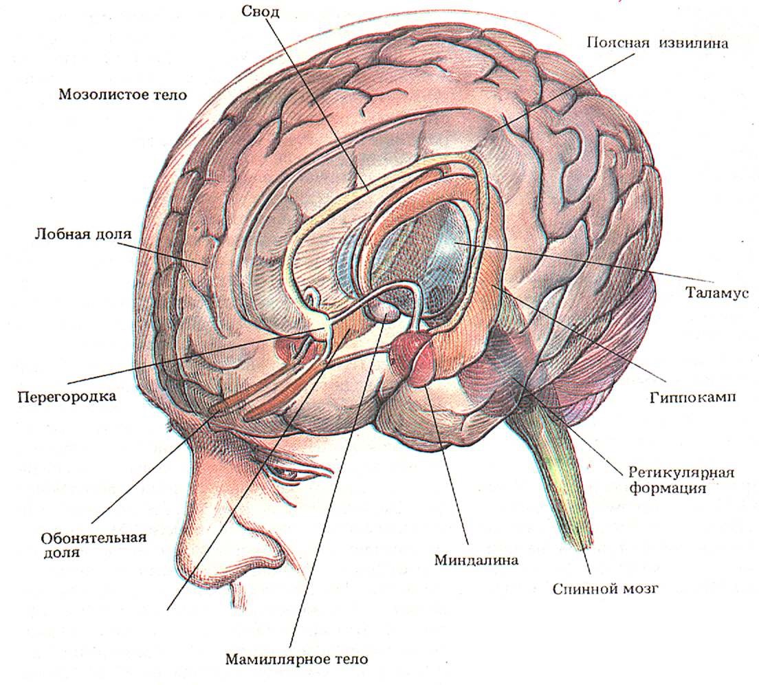 Система головного мозга. Поясная извилина лимбической системы. Мозолистое тело и лимбическая система. Лимбическая система и ретикулярная формация. Гиппокамп и мозолистое тело.
