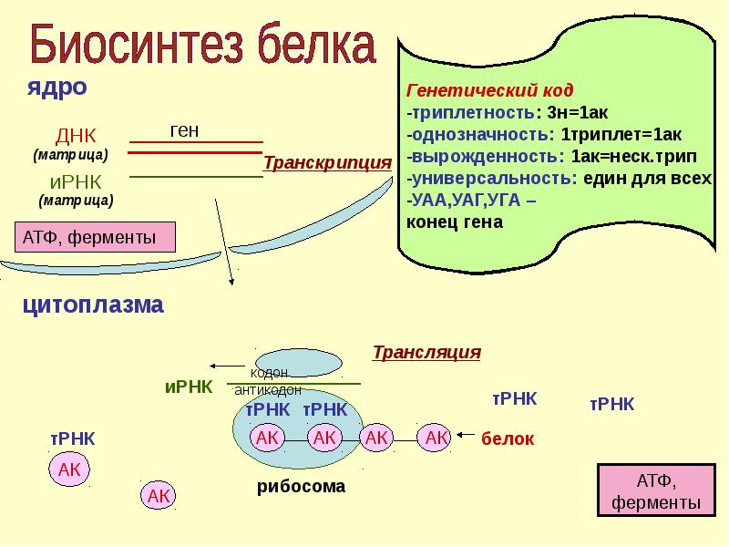 Биосинтез белка тест. Генетический код схема синтеза белка. Этапы синтеза белка в клетке 9 класс. Биосинтез белка в клетке 9 класс конспект. Общая схема синтеза белка.