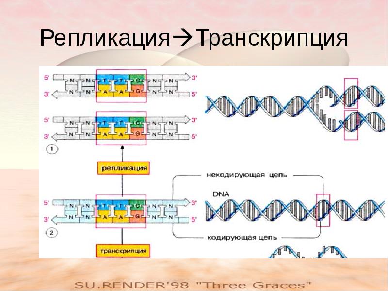 Рнк матрица для синтеза белка