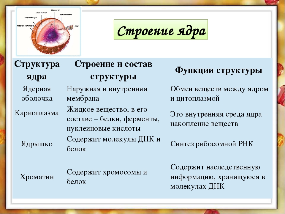 Презентация строение ядра