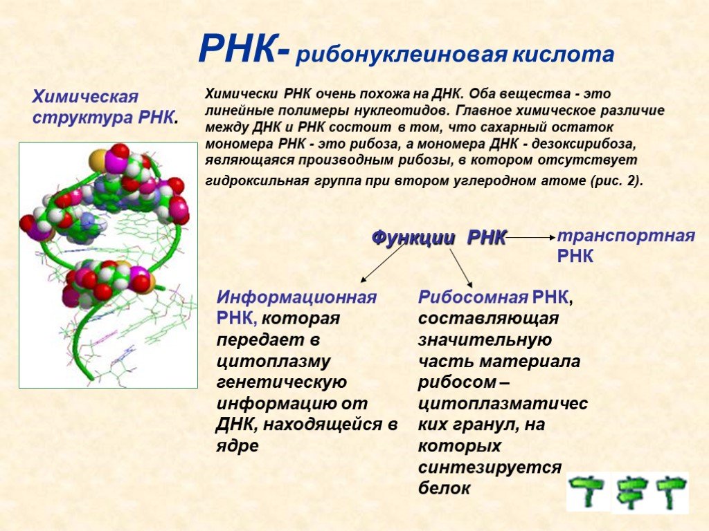 Рнк термины. Структура рибонуклеиновых кислот (РНК).. Функции РНК химия. Структура РНК простыми словами. Рибонуклеиновая кислота строение.