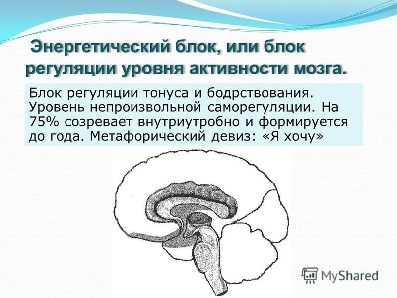 Функциональные теории мозга. Блоки мозга по Лурия 1 блок. Лурия структурно-функциональные блоки мозга. 3 Функциональных блока мозга по Лурия. Блок регуляции тонуса и бодрствования Лурия.