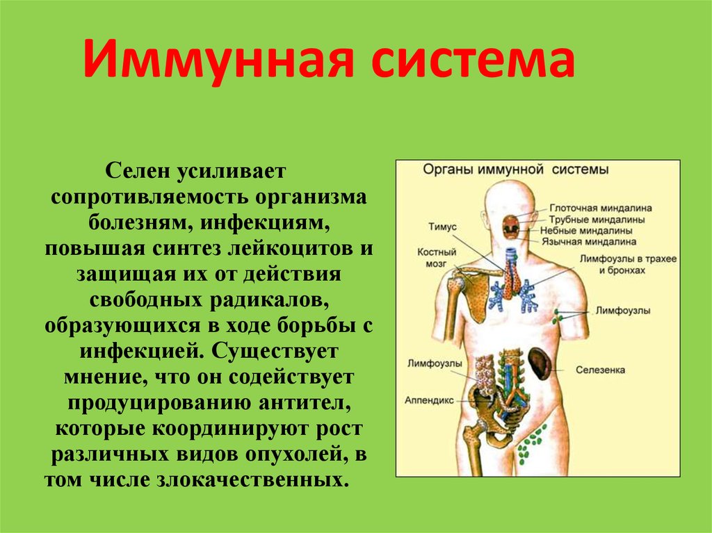 Схема иммунной системы человека