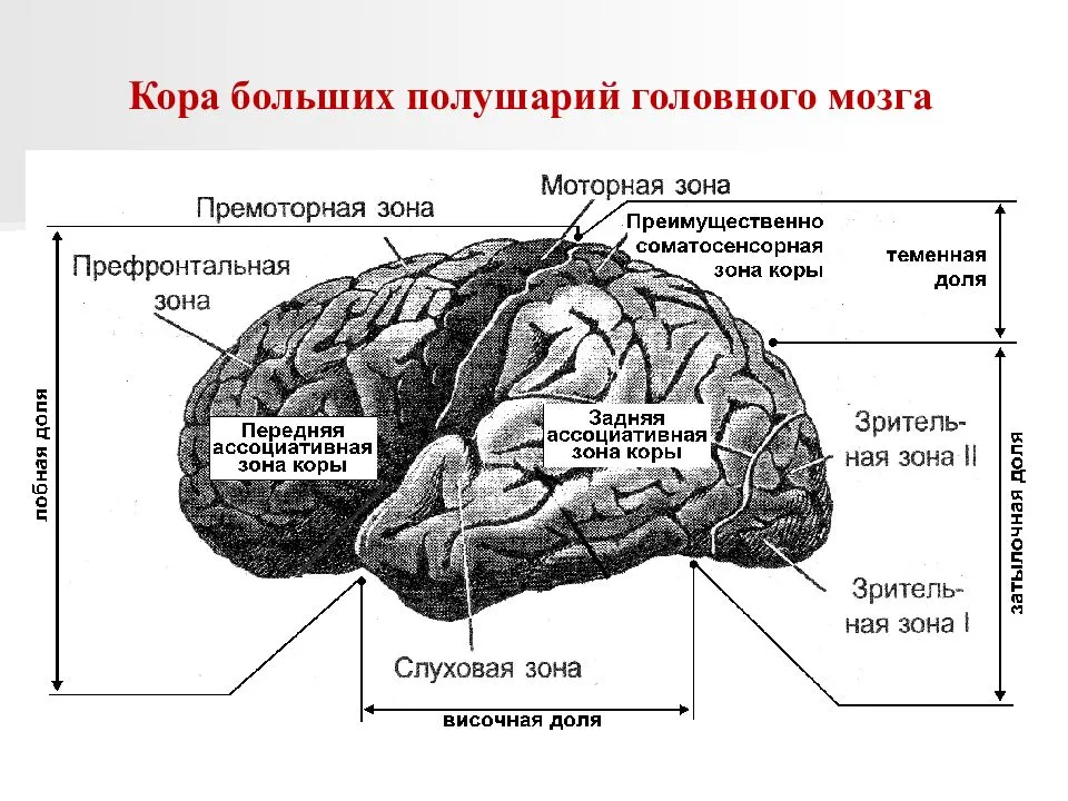 Какие доли больших полушарий. Зоны коры полушарий головного мозга. Премоторные зоны полушарий головного мозга. Кора головного мозга зоны коры их функции. Строение коры полушарий головного мозга.