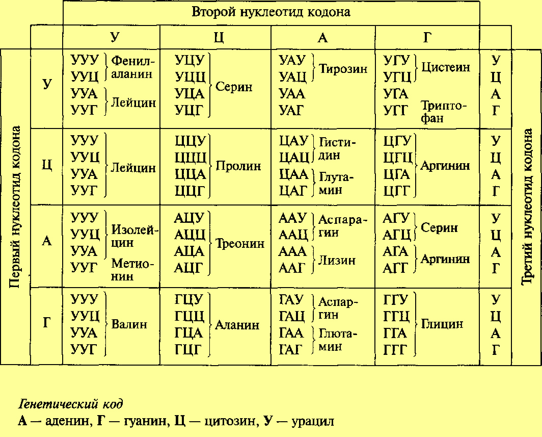 Количество нуклеотидов в рнк. Таблица генетического кода ИРНК И ДНК. Биология таблица кодонов. Таблица кодонов аминокислот РНК. Таблица генетического кода расшифровка.