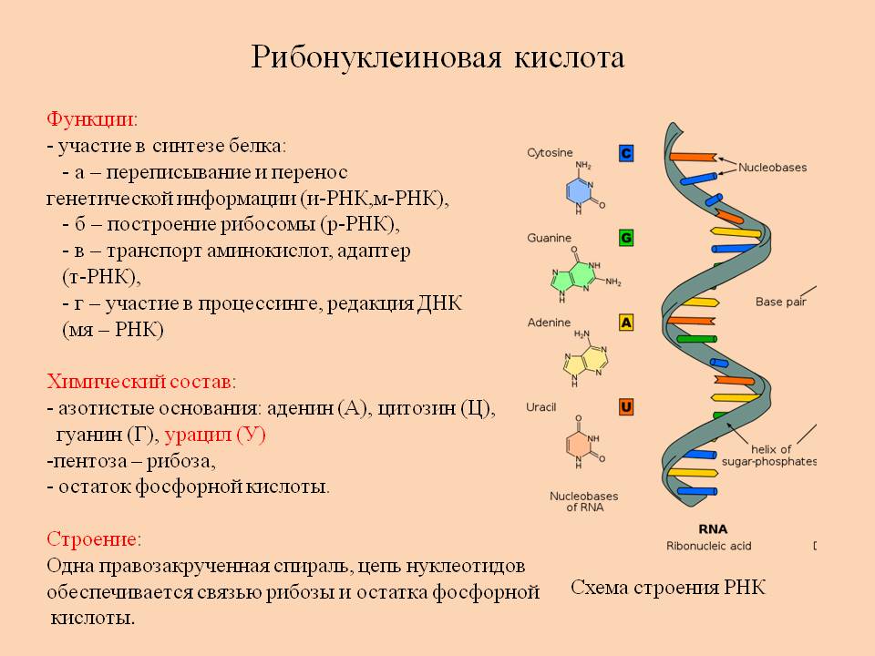 Функциональная рнк. Структура рибонуклеиновых кислот (РНК).. Дезоксирибонуклеиновая кислота ДНК РНК. Состав и строение РНК. Рибонуклеиновая кислота строение.